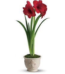 Merry Amaryllis from Maplehurst Florist, local flower shop in Essex Junction